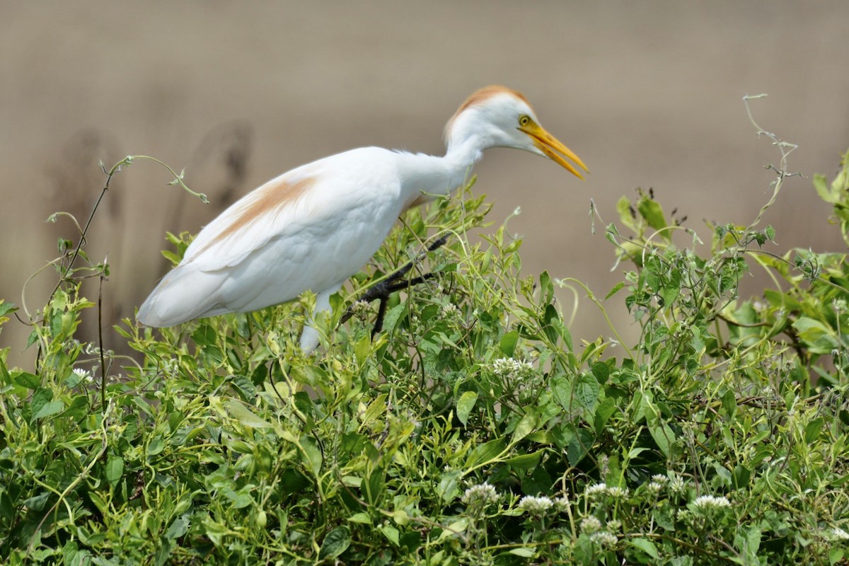 Western Cattle Egret - Harold Donnelly