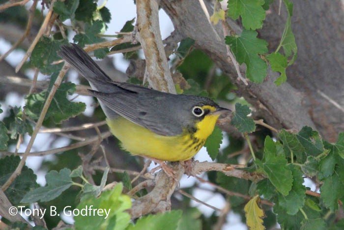 Canada Warbler - ML47991241