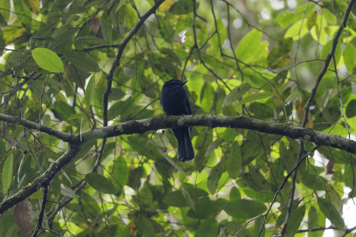 Drongo Fantail - ML479912771