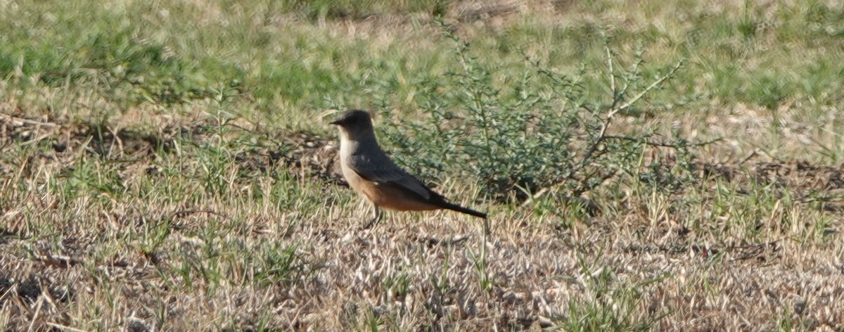 Say's Phoebe - ML479912841