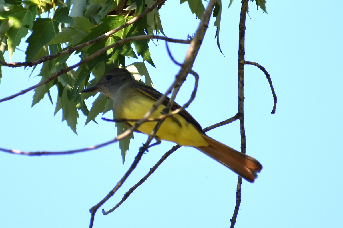 Great Crested Flycatcher - ML479913321