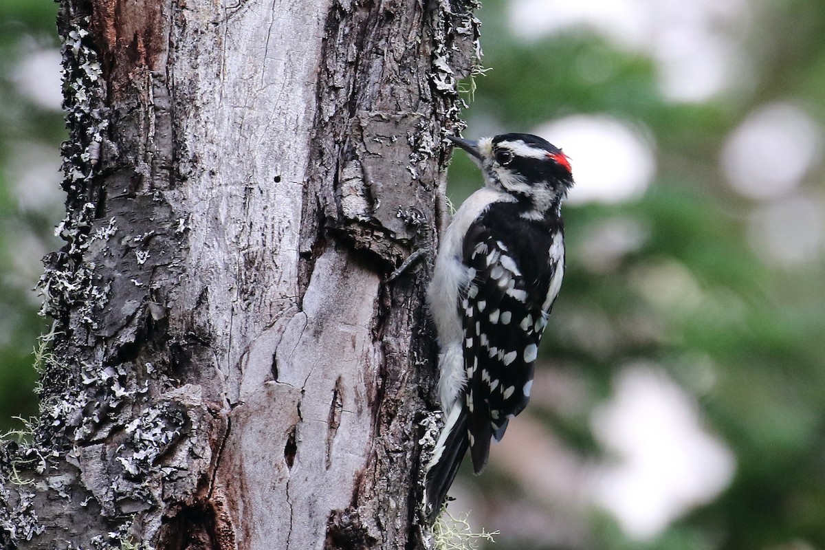 Hairy Woodpecker - David Forsyth