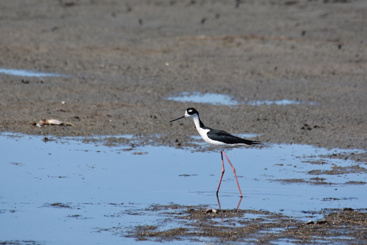 Black-necked Stilt - Harold Donnelly