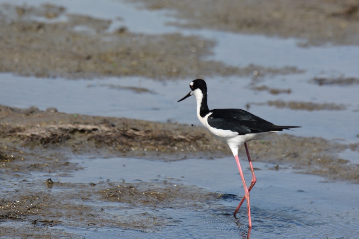 Black-necked Stilt - ML479913721