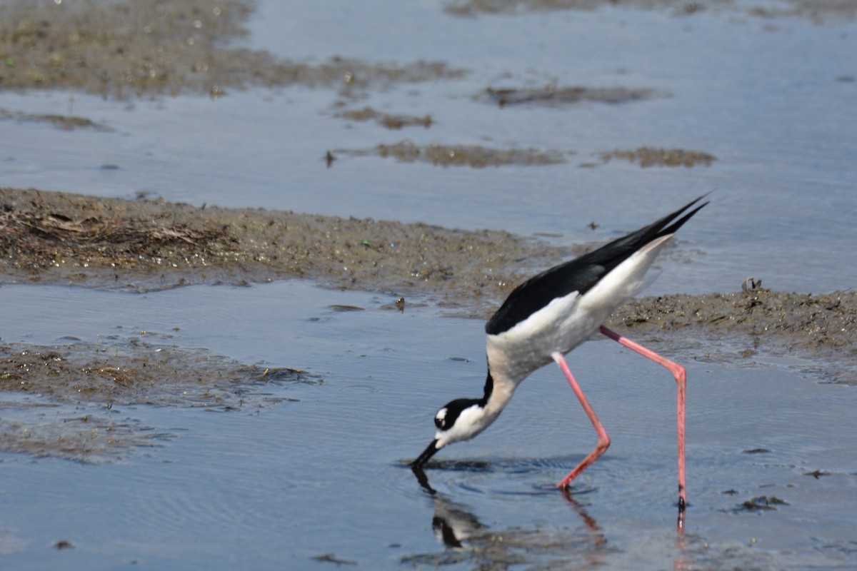 Black-necked Stilt - Harold Donnelly