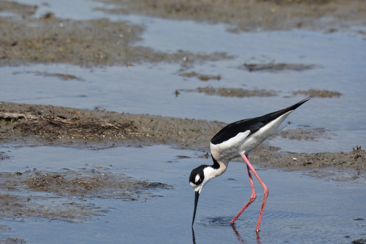 Black-necked Stilt - ML479913741