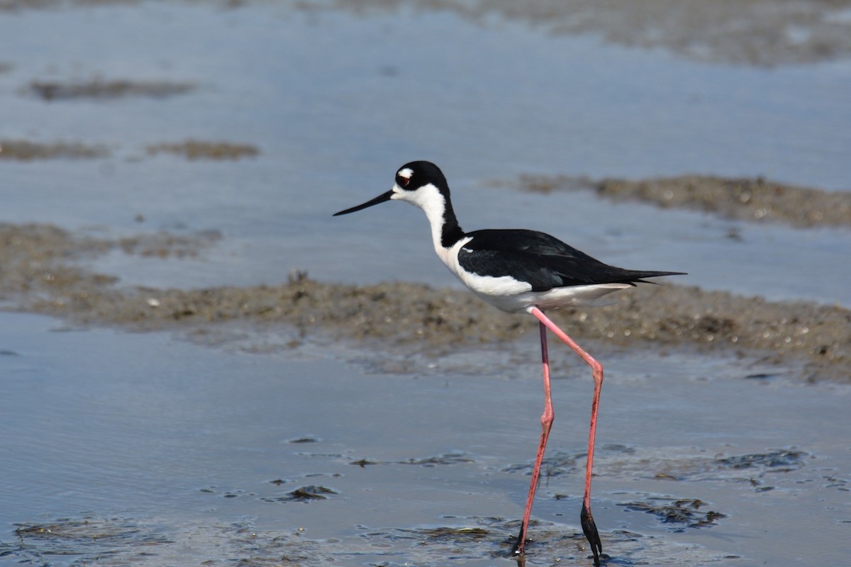 Black-necked Stilt - ML479913751