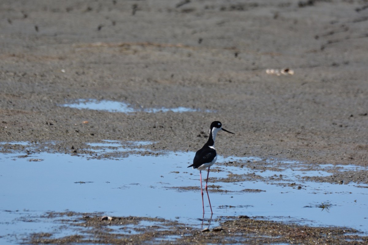 pisila černokrká - ML479913761