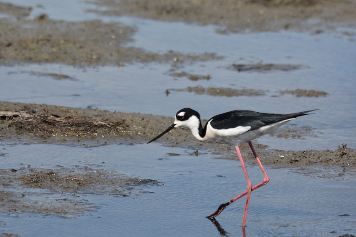 Black-necked Stilt - ML479913771