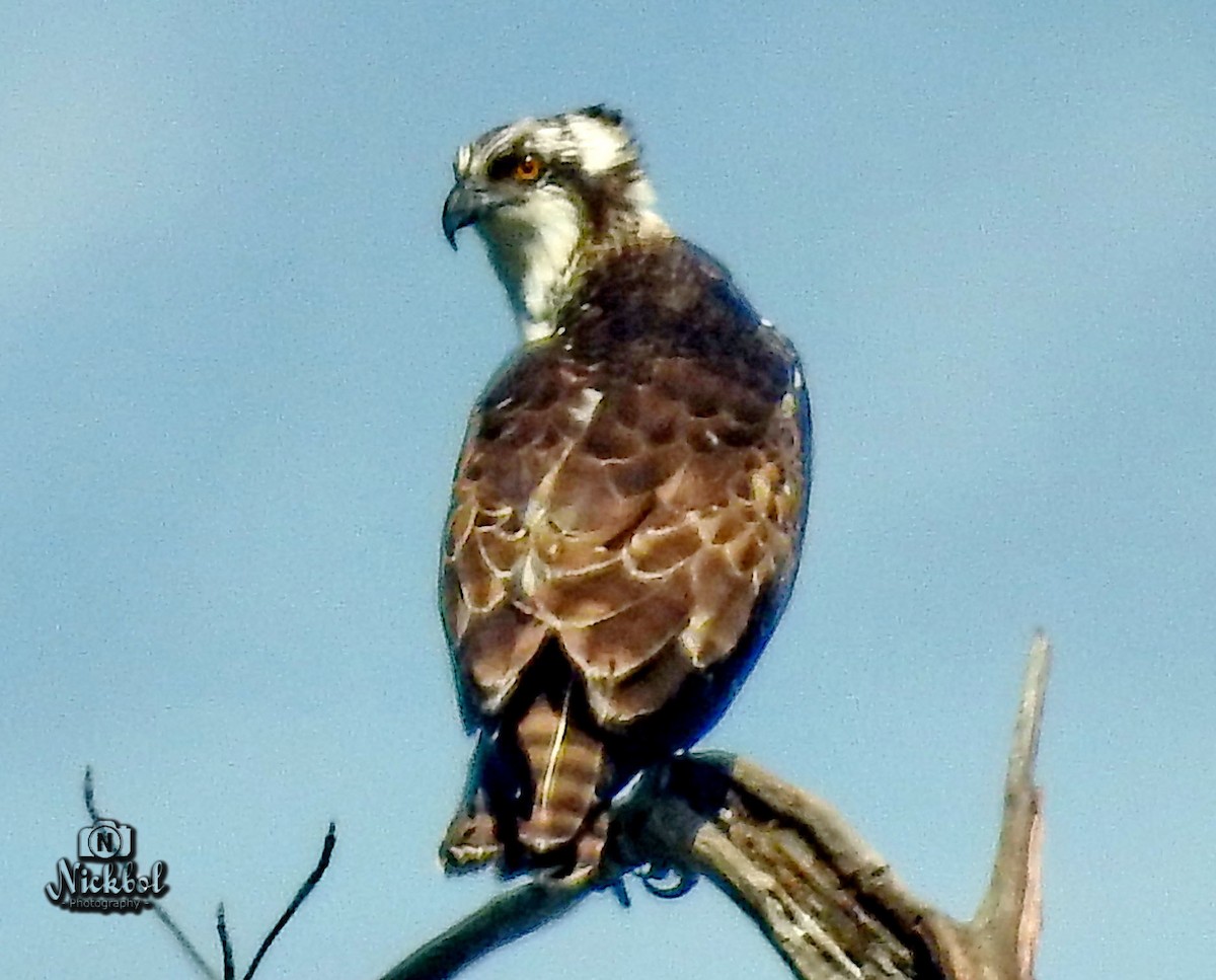 Balbuzard pêcheur - ML47991381