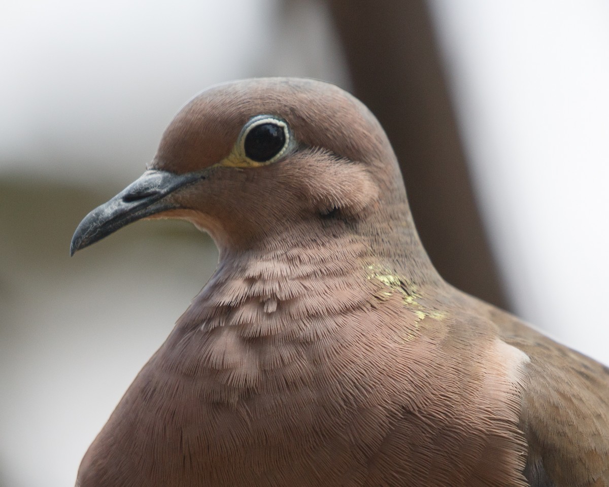 Eared Dove - ML479913861