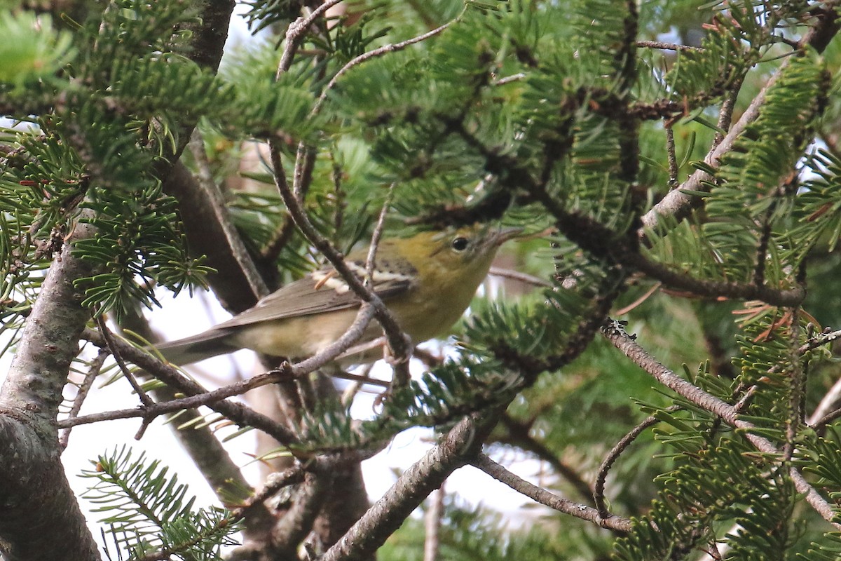 Bay-breasted Warbler - ML479914121
