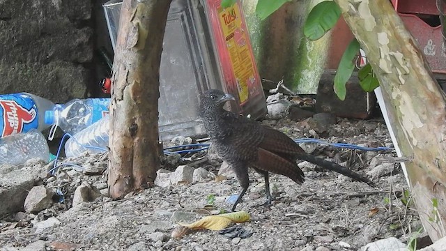 Greater Coucal - ML479916151