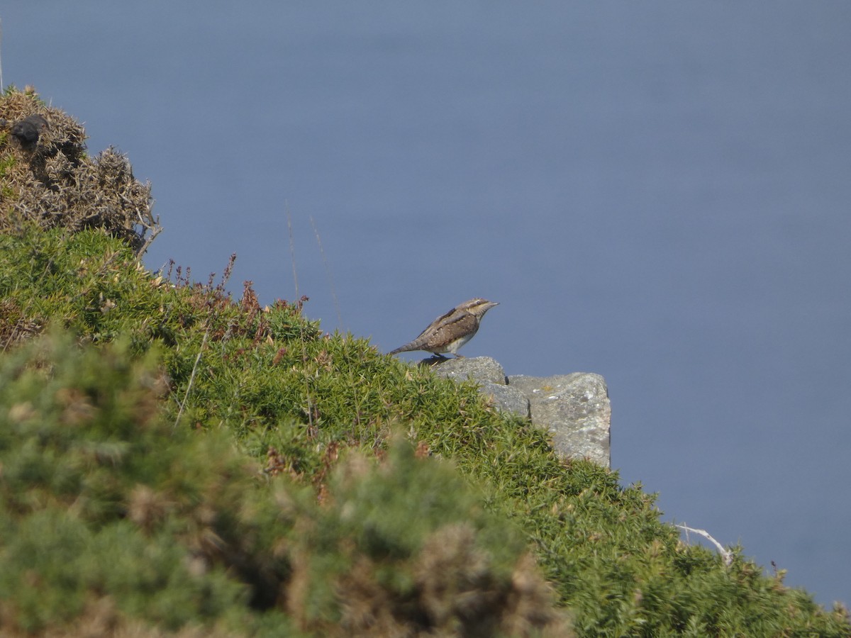 Eurasian Wryneck - ML479916181