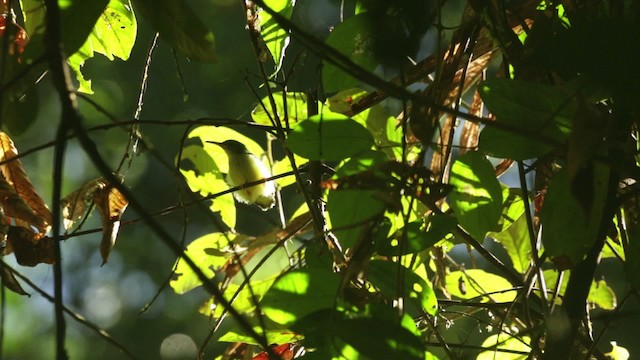 Little Spiderhunter - ML479917