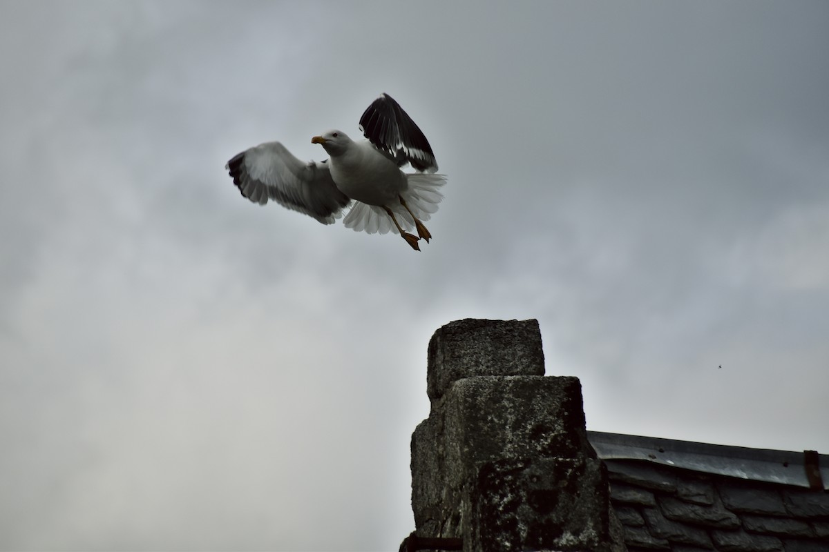 Lesser Black-backed Gull - ML479917001