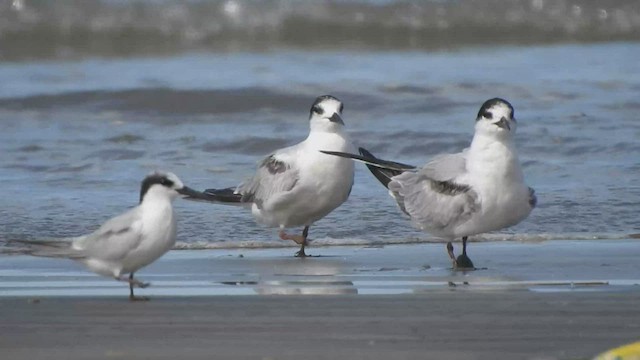 Common Tern - ML479917461