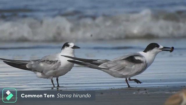 Common Tern - ML479917521