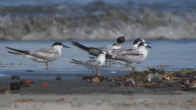 Common Tern - ML479917551