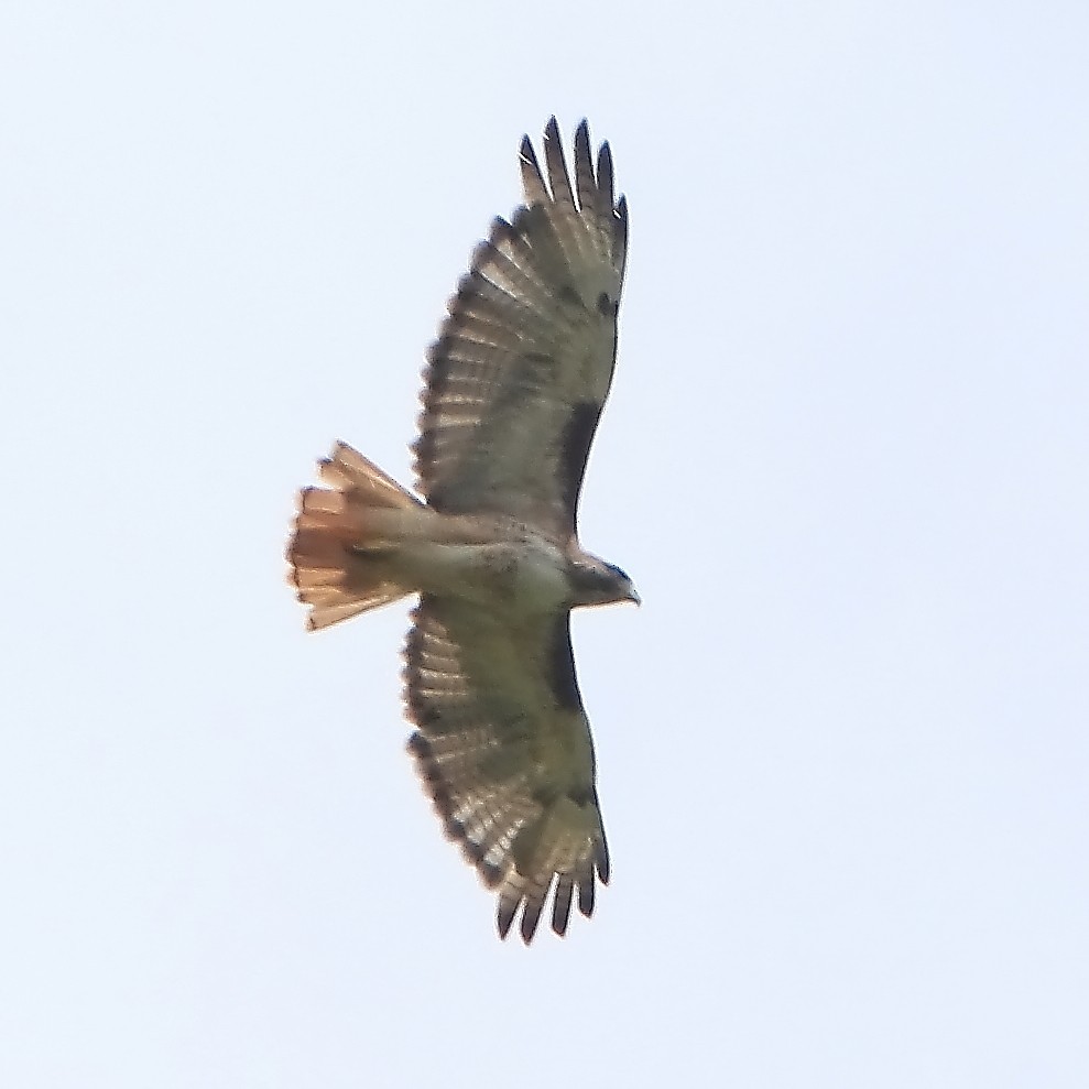 Red-tailed Hawk - Paul Lewis