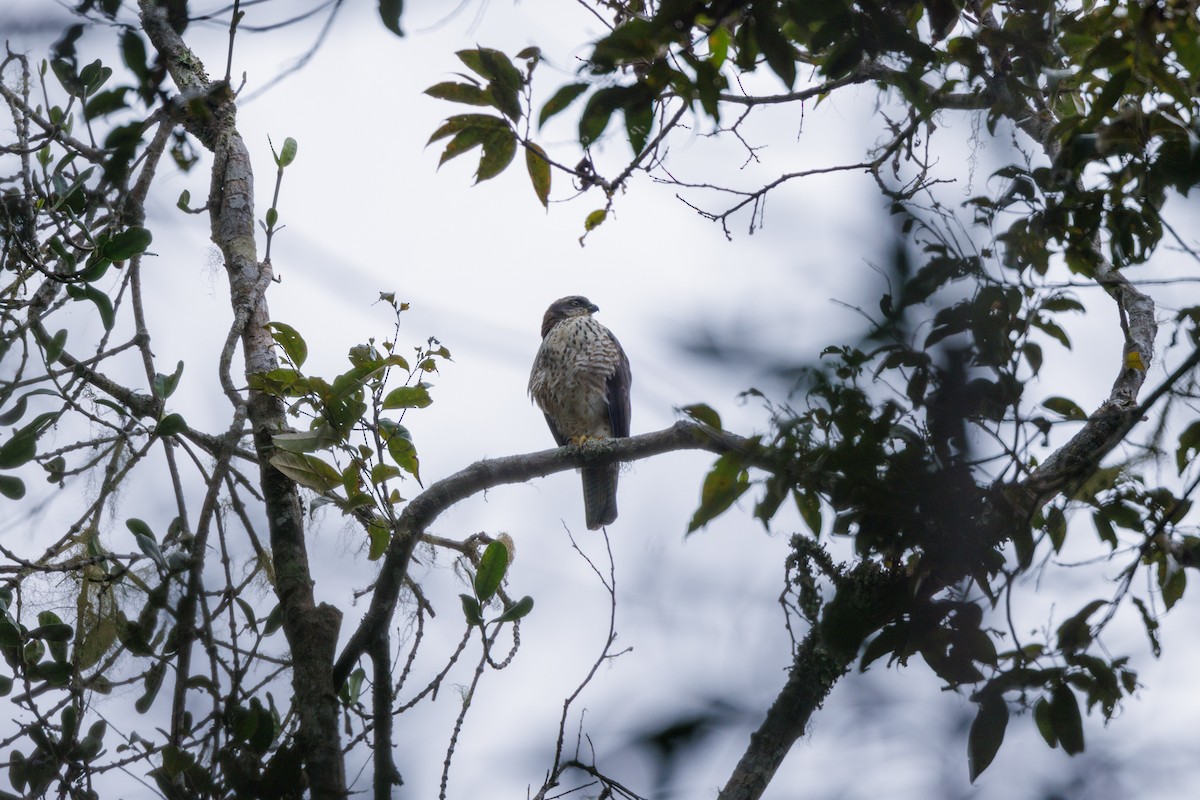 Black-mantled Goshawk - ML479918291