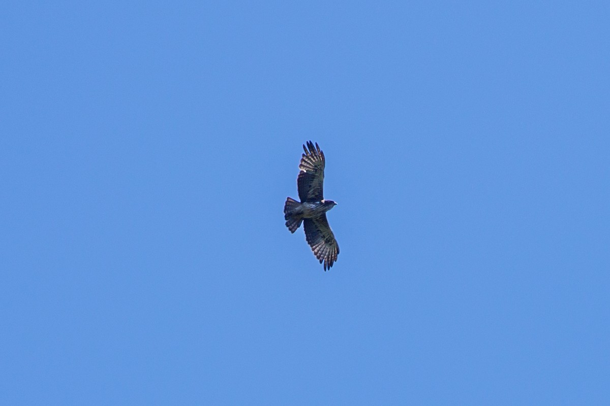 Pygmy Eagle - ML479918301