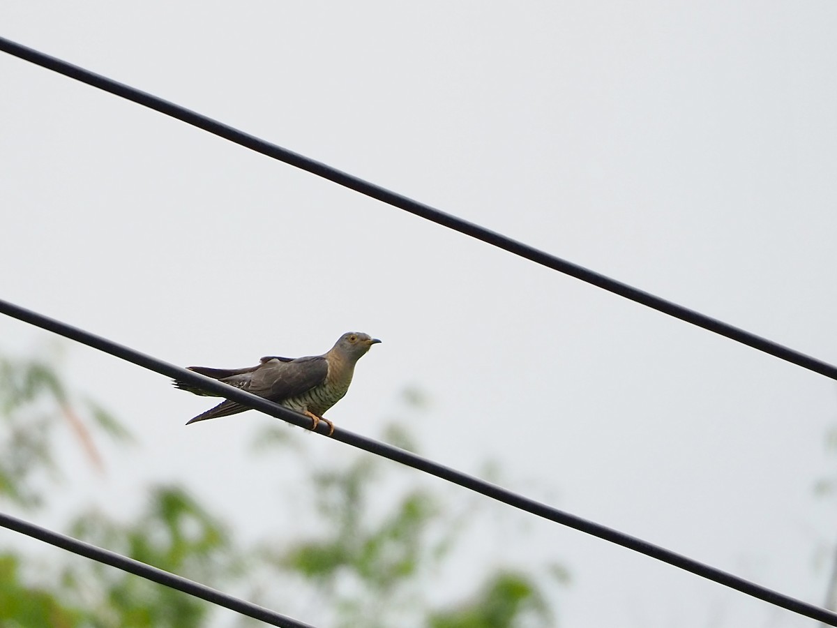 Common Cuckoo - Will Morris