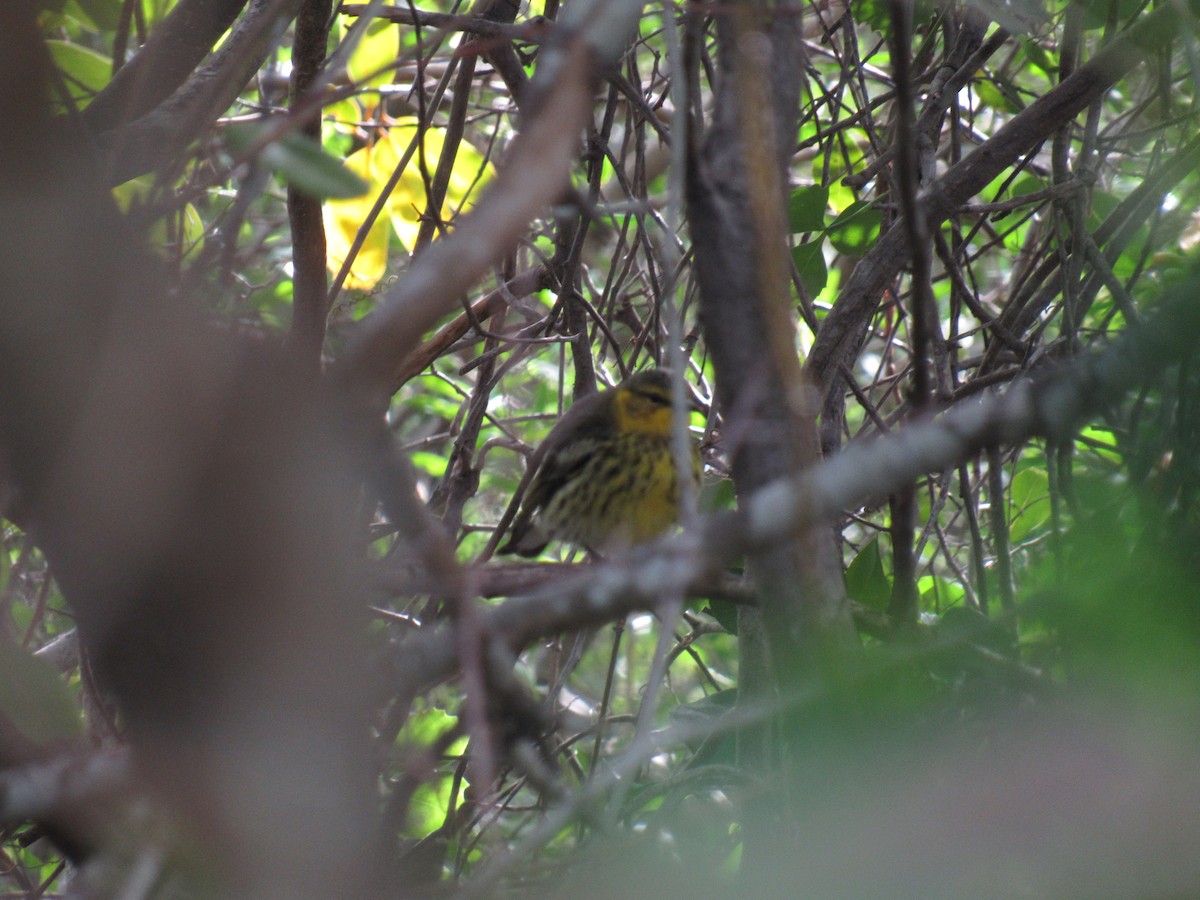 Cape May Warbler - Robert Stewart