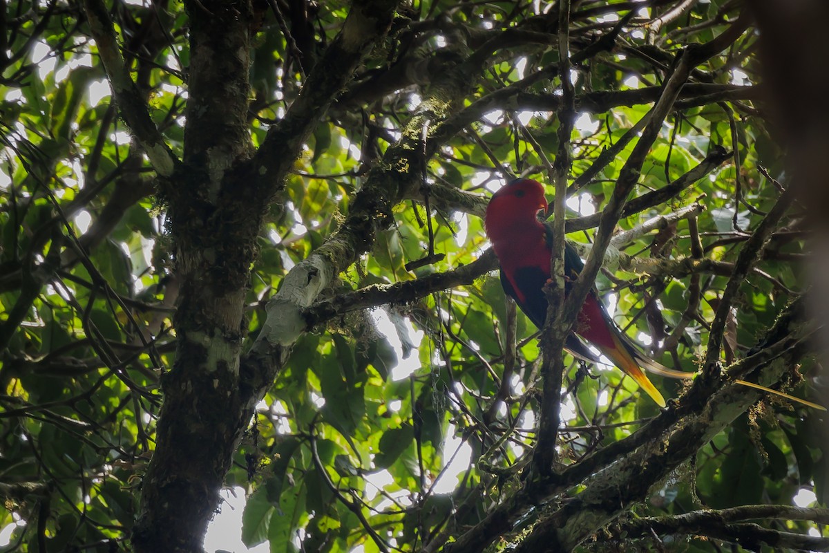 West Papuan Lorikeet - ML479918781