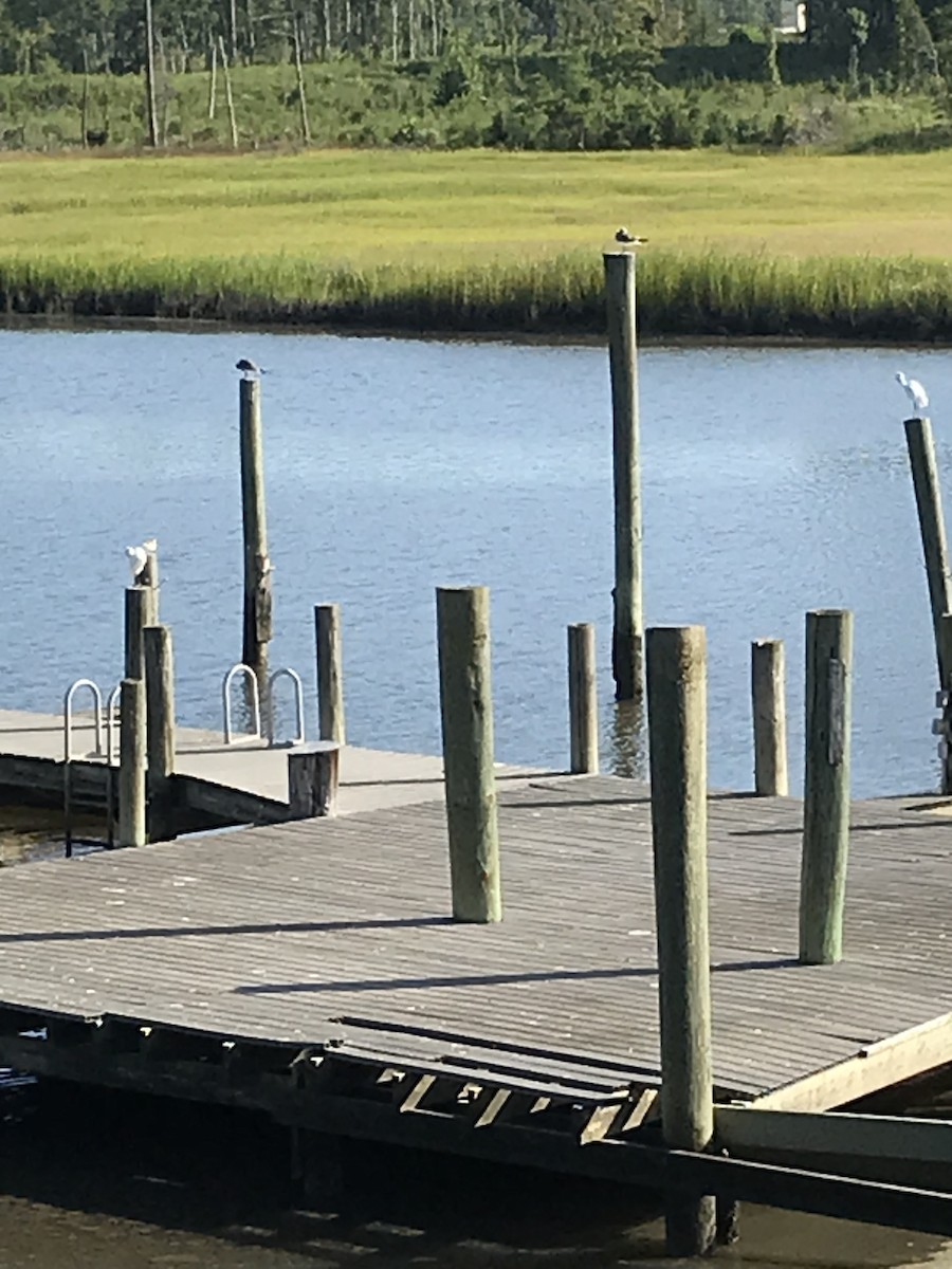 Little Blue Heron - ML479920041