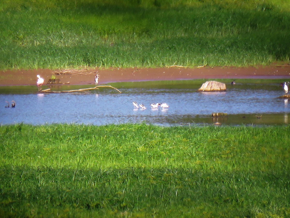 Avocette d'Amérique - ML479921251