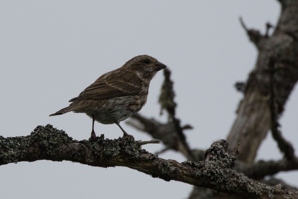 Purple Finch - ML479921521