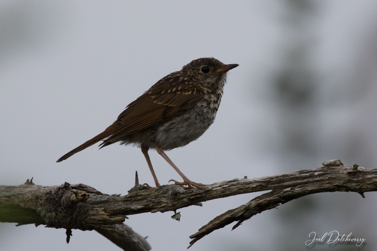 Hermit Thrush - ML479921531