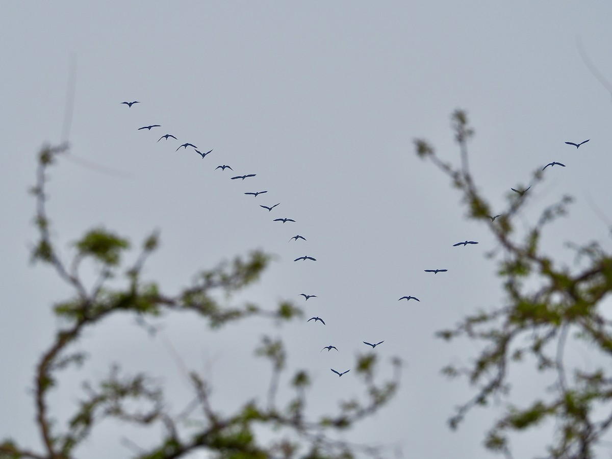 Kormoran (sinensis/hanedae) - ML479921581