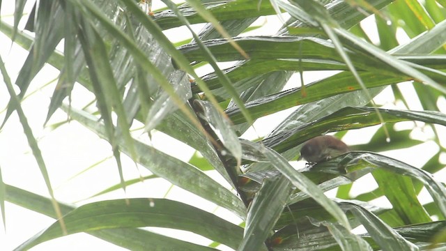 Bold-striped Tit-Babbler - ML479923