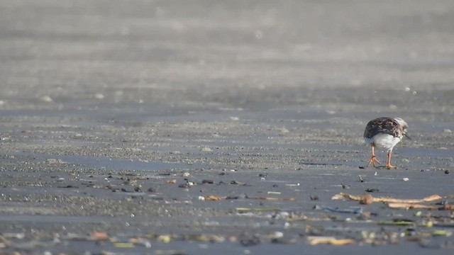 Ruddy Turnstone - ML479923351