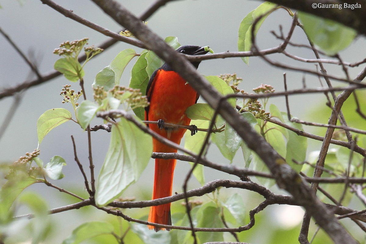 赤紅山椒鳥 - ML479924891