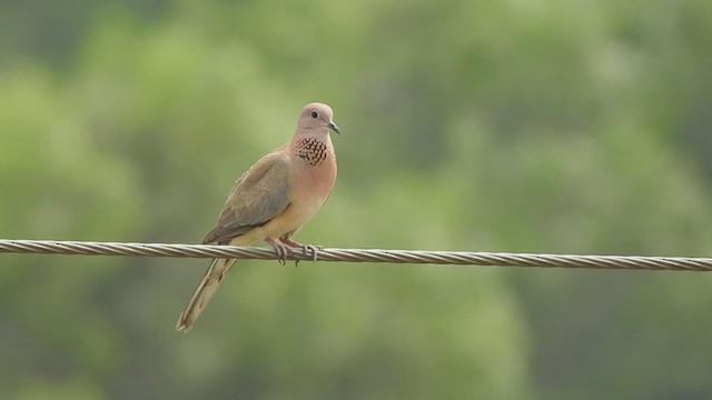 Laughing Dove - ML479924901