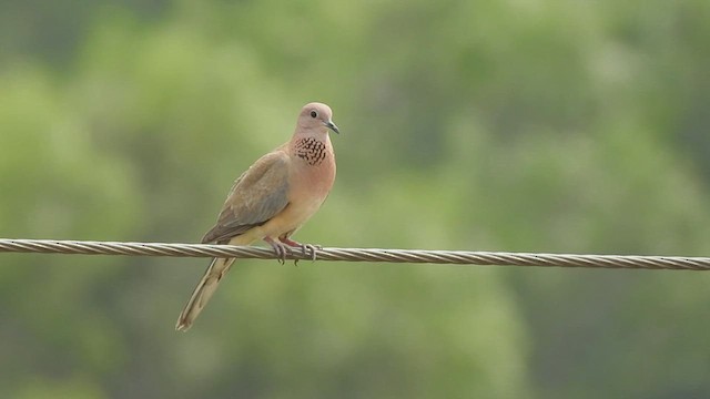 Laughing Dove - ML479924901