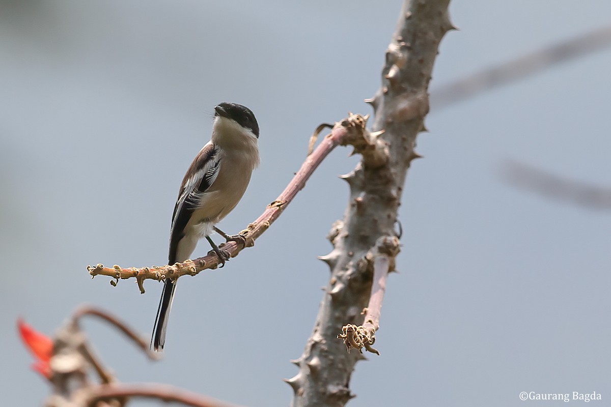 Bar-winged Flycatcher-shrike - ML479924961