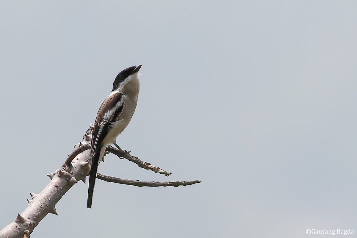 Bar-winged Flycatcher-shrike - ML479924991