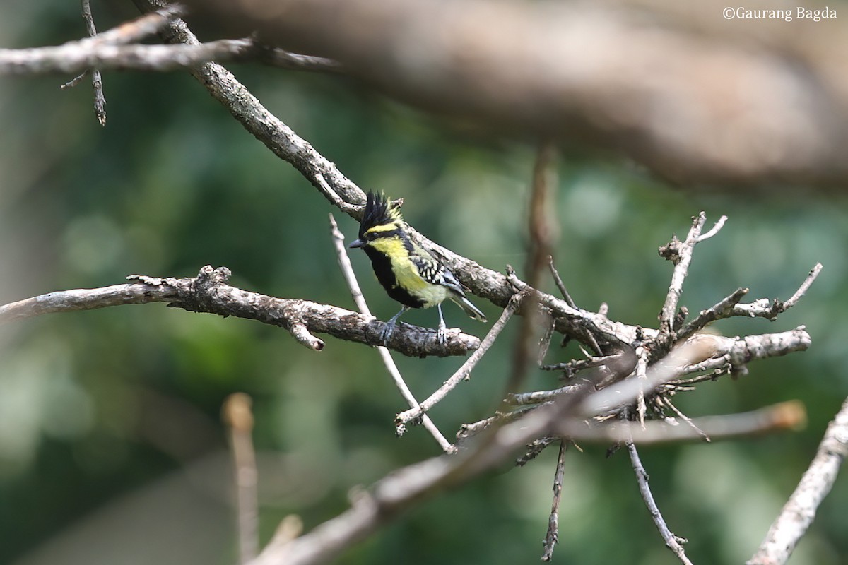 Mésange à joues jaunes - ML479925171