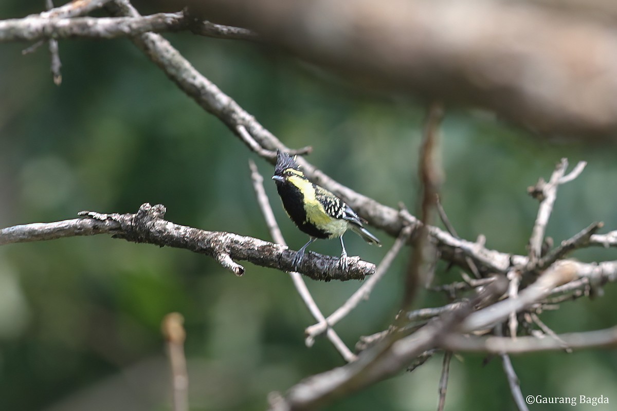 Himalayan Black-lored Tit - ML479925181