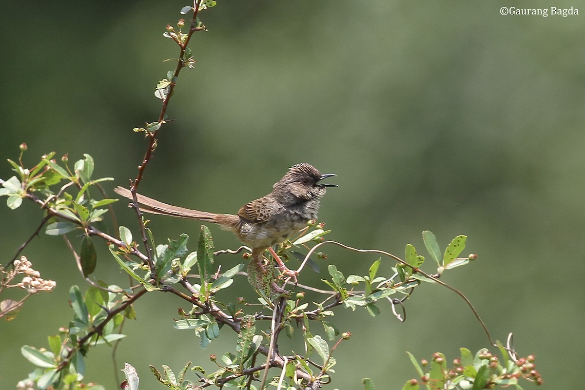 Himalaya Çizgili Prinyası - ML479925351