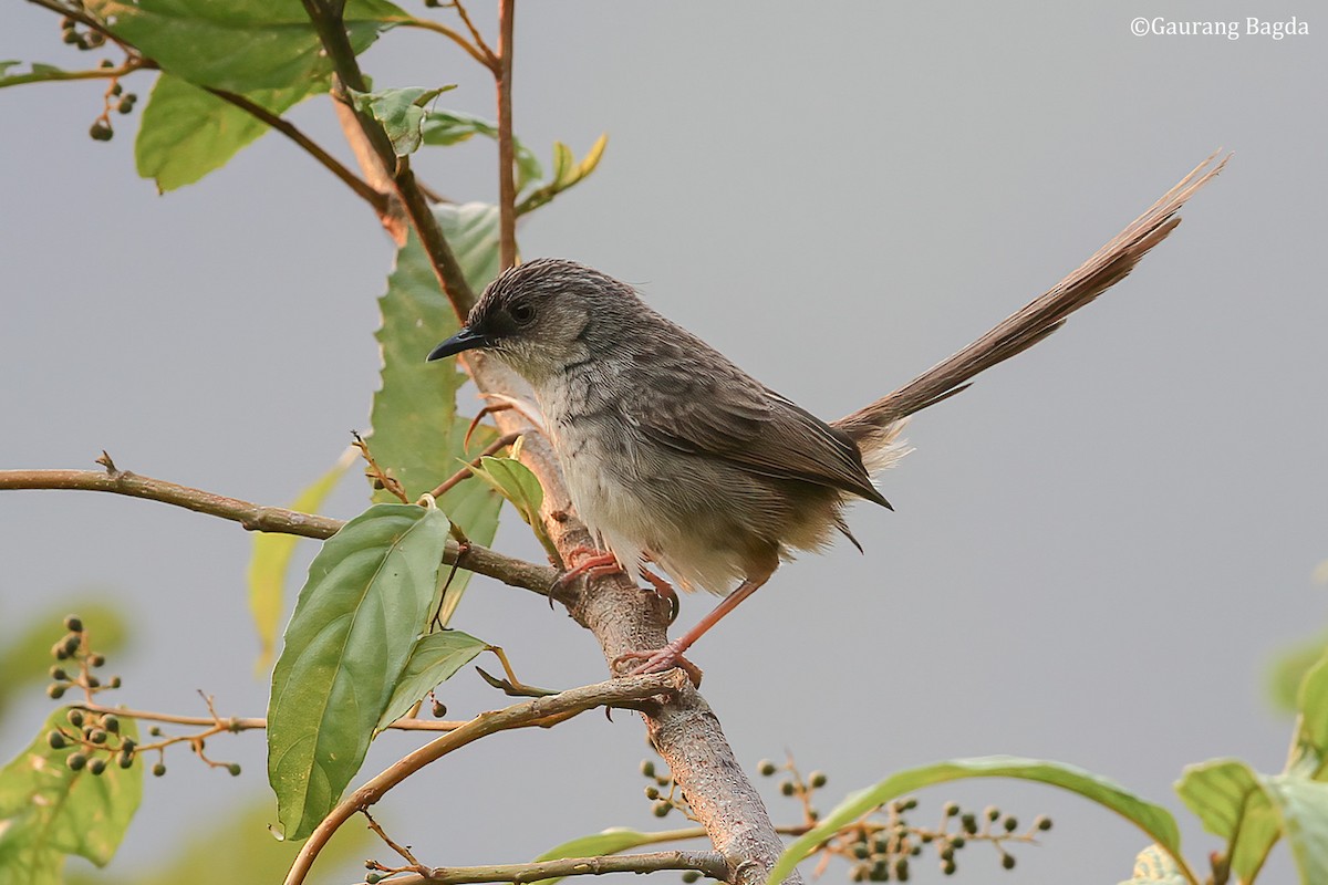 Himalayan Prinia - Gaurang Bagda