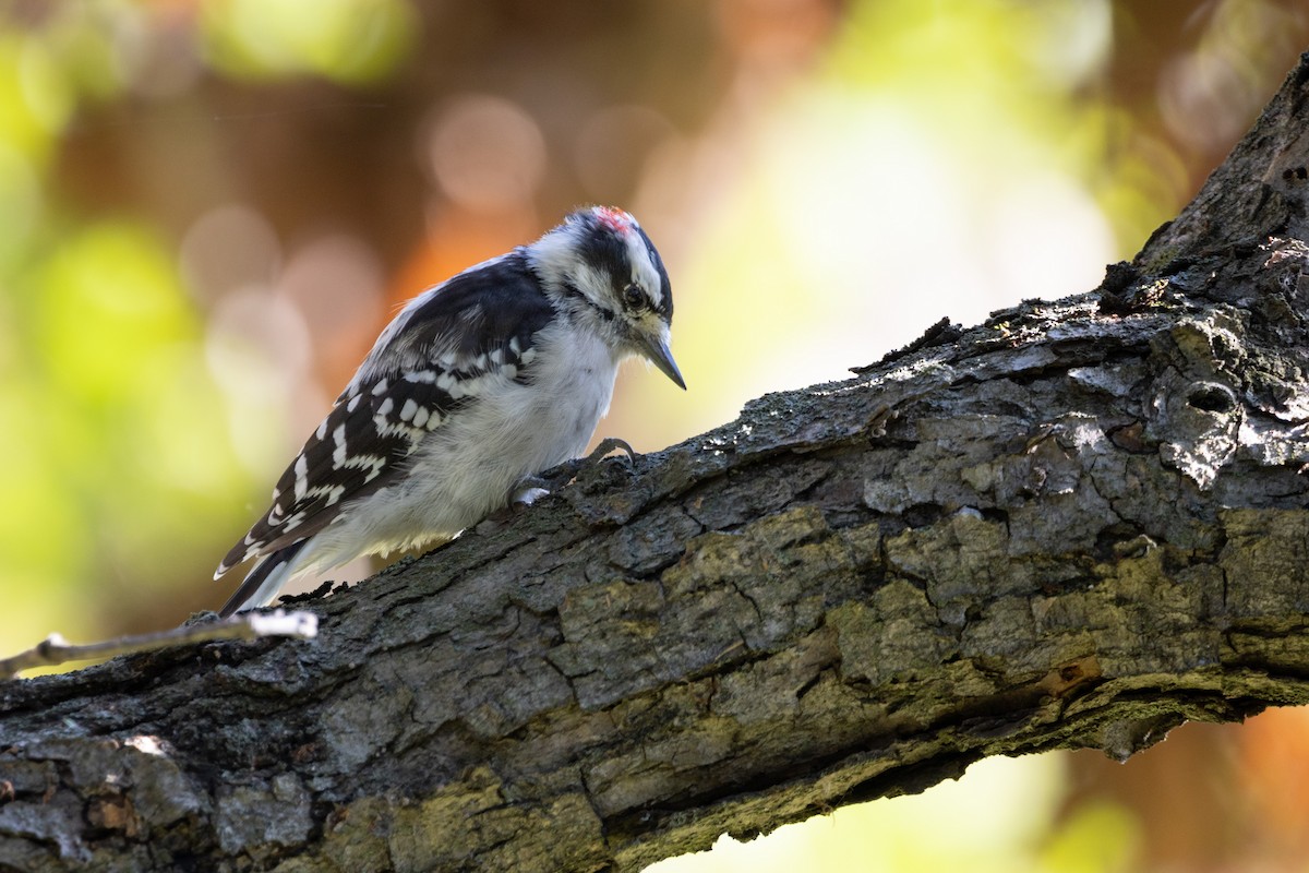 Downy Woodpecker - ML479927051