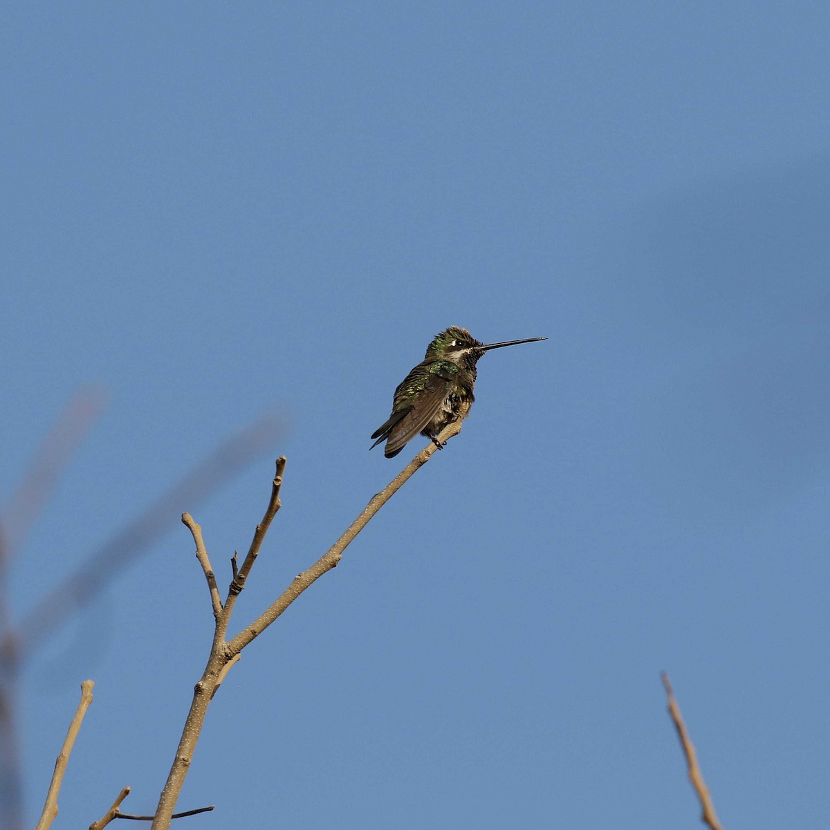 Stripe-breasted Starthroat - José Dionísio JDionísio