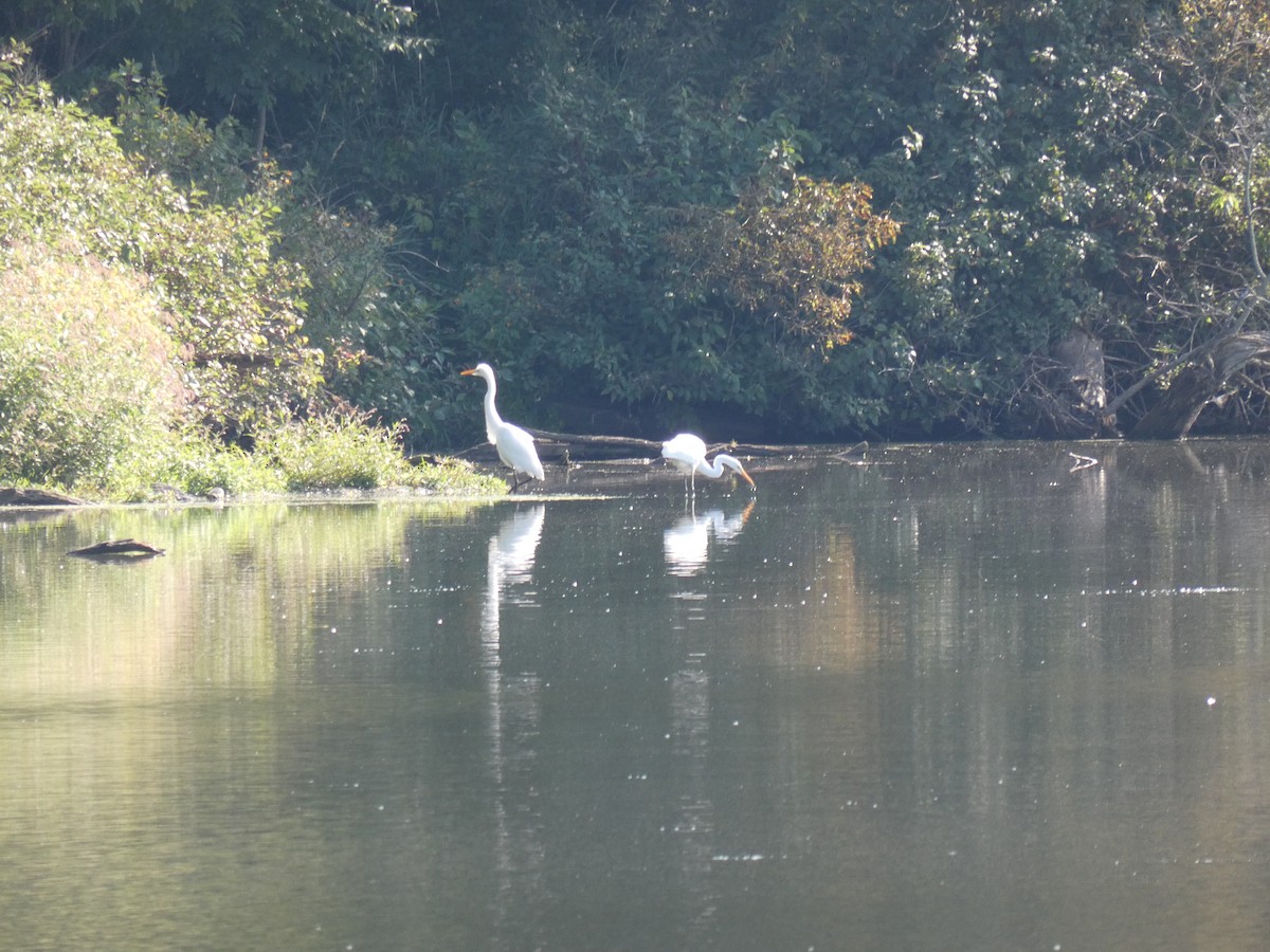Great Egret - ML479927391