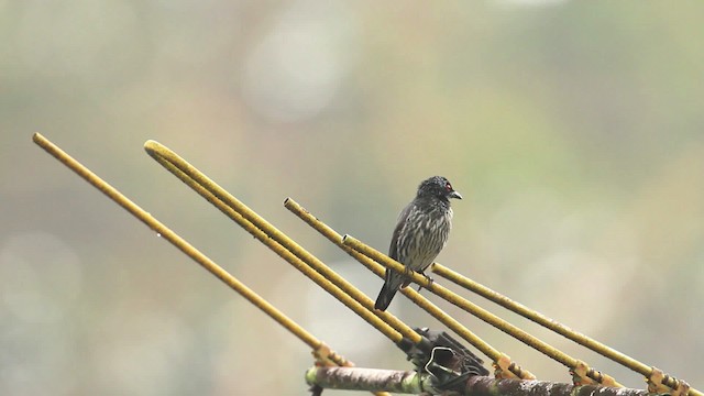 Asian Glossy Starling - ML479928