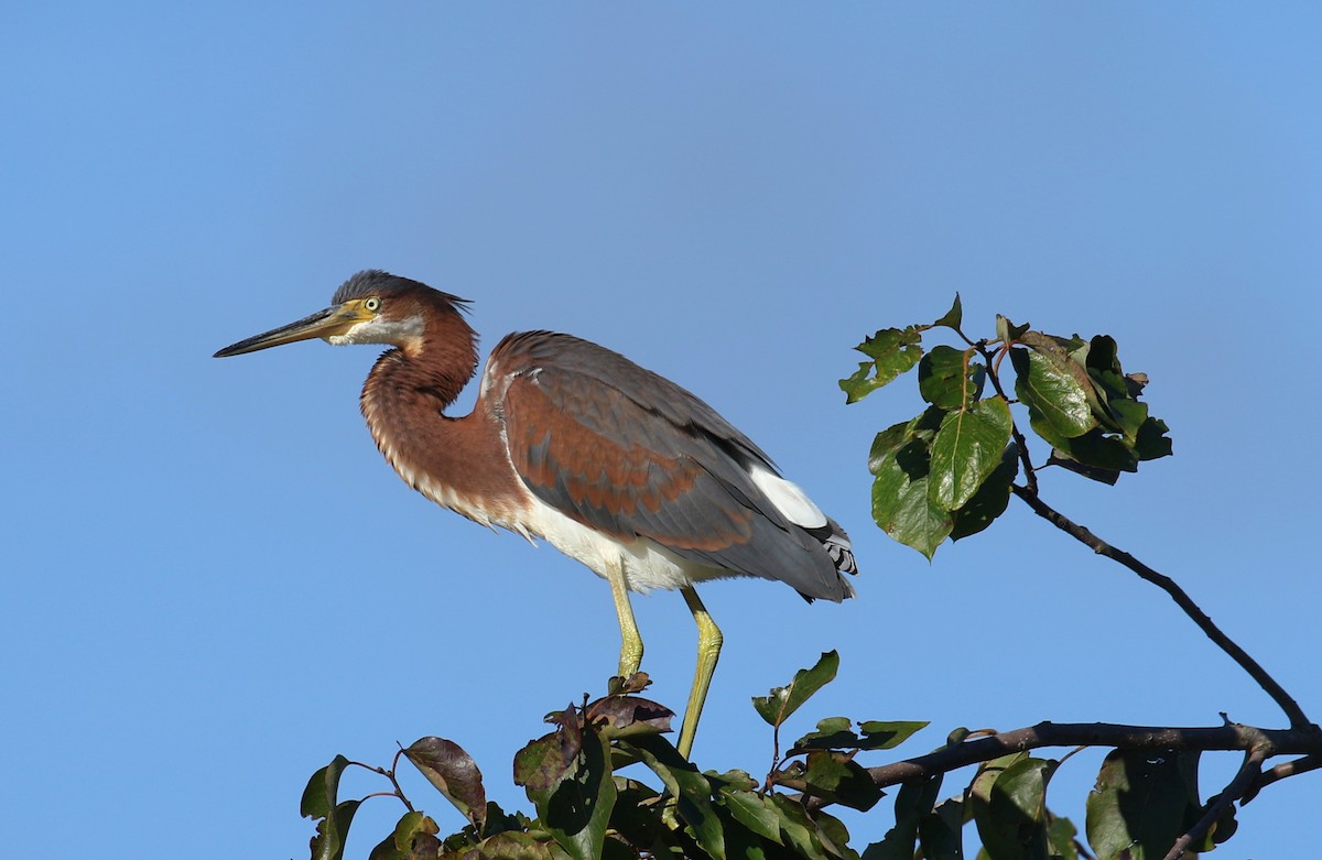 Tricolored Heron - ML479928021